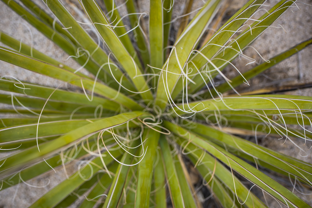 joshua-tree-2