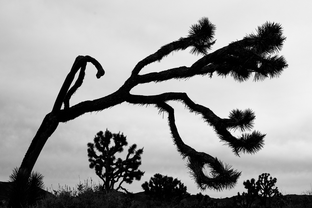 joshua-tree-3